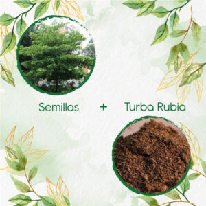 Kits De Siembra Para Almendro