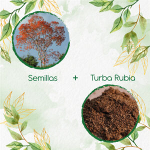 Kits De Siembra Para Cámbulo