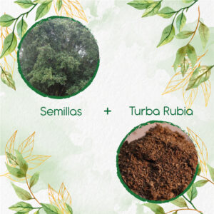 Kits De Siembra Para Cedro Negro