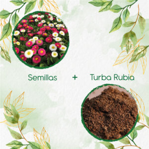 Kits De Siembra Para Bellis Margarita