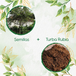 Kits De Siembra Para Ceiba Tolua