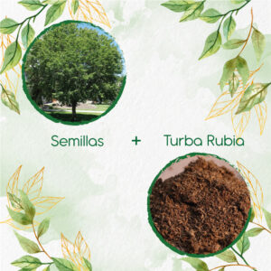 Kits De Siembra Para Cerezo Capulí