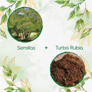 Kits De Siembra Para Dividivi