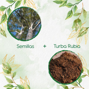 Kits De Siembra Para Eucalipto