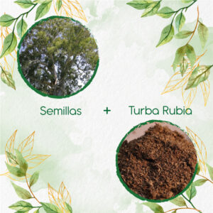 Kits De Siembra Para Eucalipto Camaldulensis