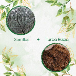 Kits De Siembra Para Eucalipto Cinérea