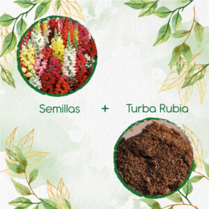 Kits De Siembra Para Boca De Dragón