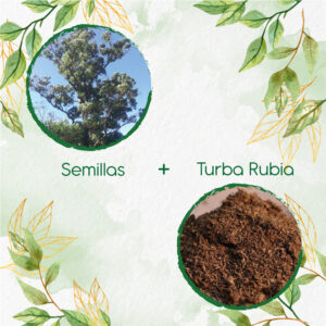Kits De Siembra Para Eucalipto Robusta