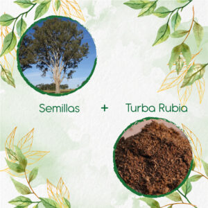 Kits De Siembra Para Eucalipto Tereticronis