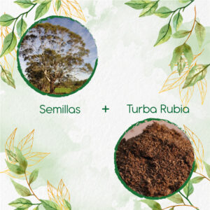 Kits De Siembra Para Eucalipto Viminalis