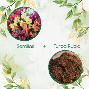 Kits De Siembra Para Boca De Dragón Pulgarcita