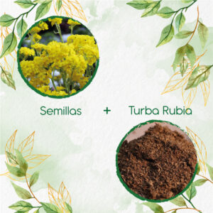 Kits De Siembra Para Aliso Amarillo