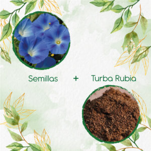 Kits De Siembra Para Campanilla Azul Cielo