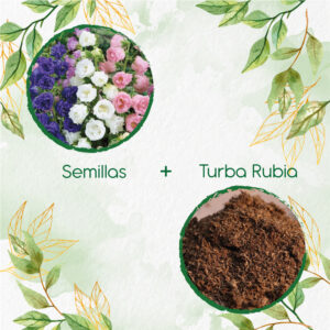 Kits De Siembra Para Campánula