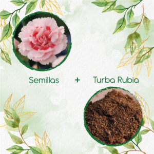 Kits De Siembra Para Clavel Mezcla