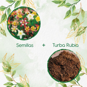 Kits De Siembra Para Aquilegia Aguileda