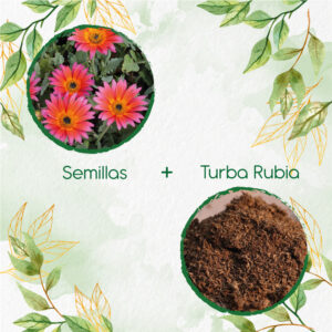 Kits De Siembra Para Margarita Africana Mix