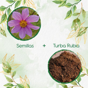 Kits De Siembra Para Dalia Sencilla