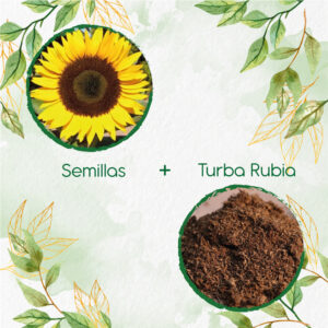 Kits De Siembra Para Girasol Domino