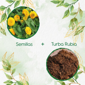 Kits De Siembra Para Girasol Mix Enanos