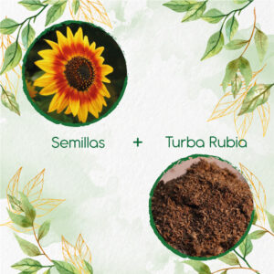 Kits De Siembra Para Girasol Mix