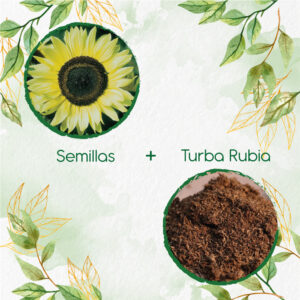 Kits De Siembra Para Girasol Monshine