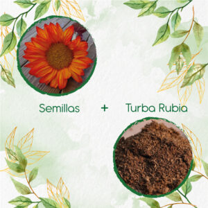 Kits De Siembra Para Girasol Naranja