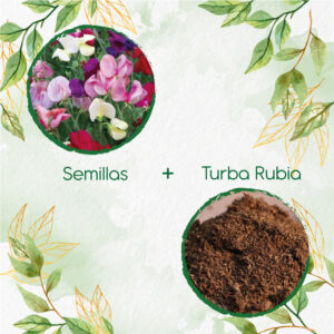 Kits De Siembra Para Guisante De Olor