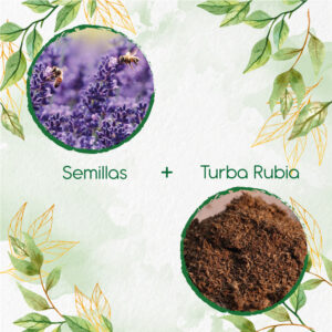 Kits De Siembra Para Lavanda