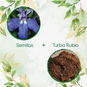 Kits De Siembra Para Lobelia