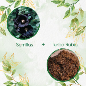 Kits De Siembra Para Malva Real