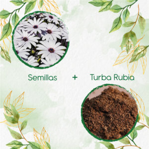 Kits De Siembra Para Margarita Africana