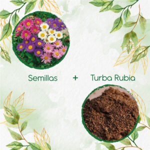 Kits De Siembra Para Aster Arco Iris