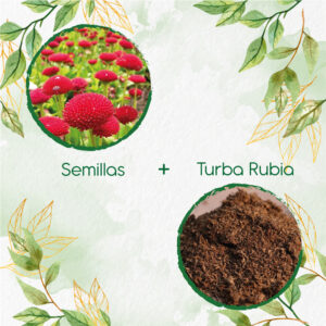 Kits De Siembra Para Margarita Inglesa