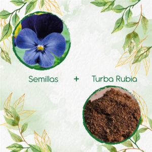 Kits De Siembra Para Pensamiento Azul