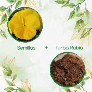 Kits De Siembra Para Pensamiento Amarillo