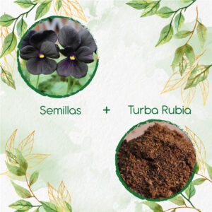 Kits De Siembra Para Pensamiento Casi Negro