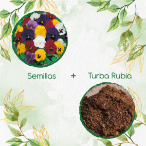 Kits De Siembra Para Viola Pensamiento Holanda