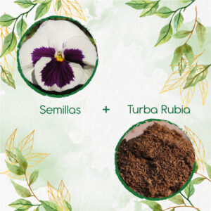 Kits De Siembra Para Pensamiento Blanco Suizo