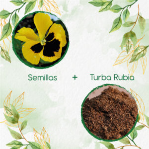 Kits De Siembra Para Pensamiento Oro Suizo