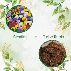 Kits De Siembra Para Pensamiento Mezcla