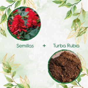 Kits De Siembra Para Salvia Fuego De San Juan