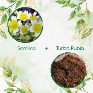 Kits De Siembra Para Spiegeleitje