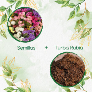 Kits De Siembra Para Statice Espliego de Mar