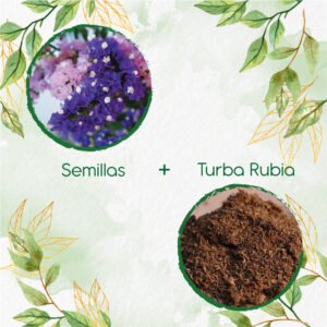 Kits De Siembra Para Statice Sinauta