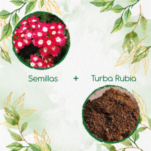 Kits De Siembra Para Verbena