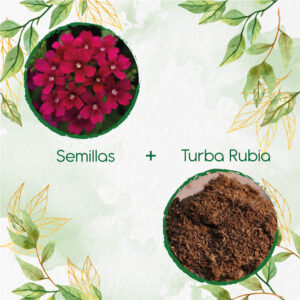 Kits De Siembra Para Verbena Pequeña