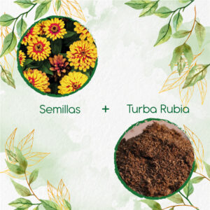 Kits De Siembra Para Zinnia Alfombra De Persia