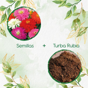 Kits De Siembra Para Zinnia Crisantemo Mezcla