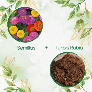 Kits De Siembra Para Zinnia Enana Mezcla